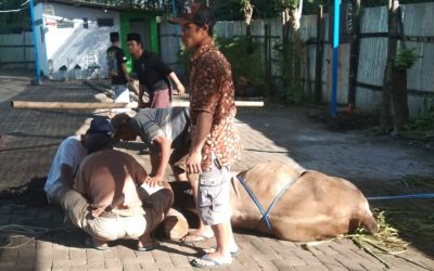 Istiqamah Tahun Ketiga, Assholach Bagikan Daging Kurban Untuk Warga