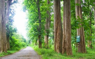Pohon Jati di Mata Orang Sukses