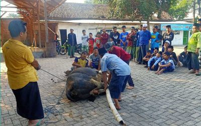 Perkuat Silaturahmi, Assholach Bagikan Daging Qurban kepada Warga Sekitar