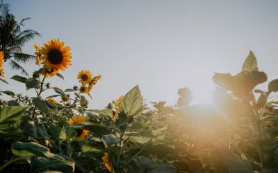 Engkau Adalah Cahaya